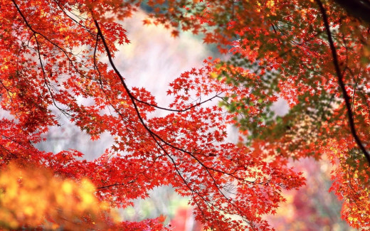 636308 (a): :1680x1050